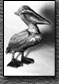 Pelican Sculpture